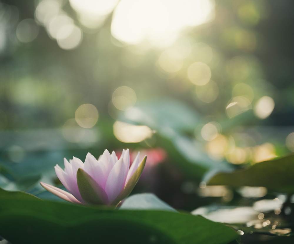Peaceful lotus of compassion